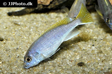 Acei Cichlide (Pseudotropheus acei) Unger